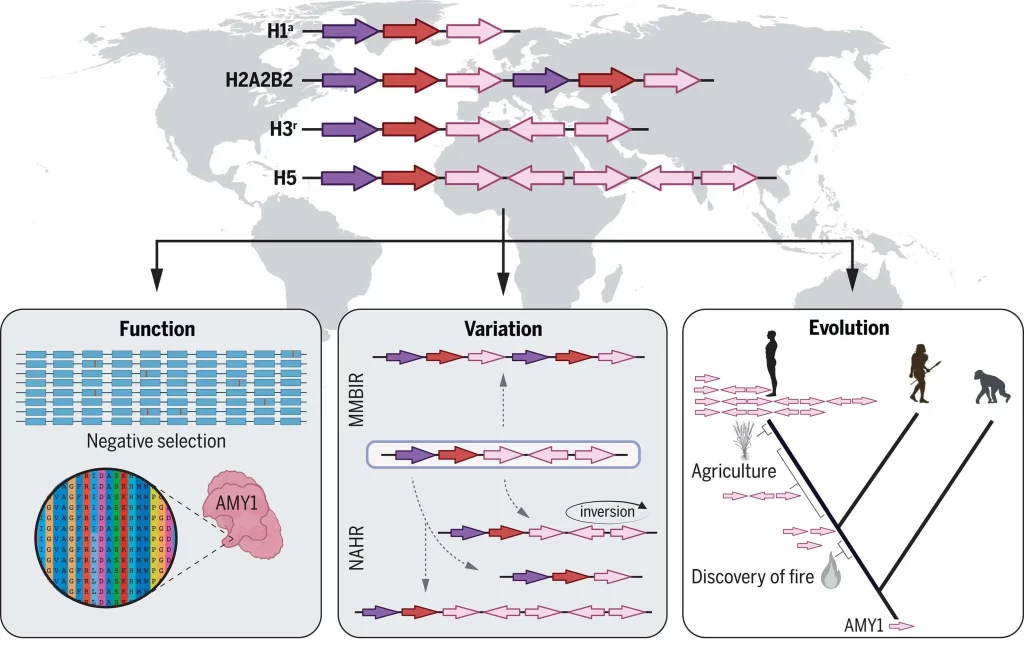 Implications of reconstructing complex genetic variation in the amylase locus.
The comprehensive map of the human amylase locus revealed structural variations such as duplications and inversions (top). Negative selection was observed on all amylase gene–coding sequences (bottom left). Two mechanisms were identified behind these variations: nonallelic homologous recombination (NAHR) and microhomology-mediated break-induced replication (MMBIR) (bottom-middle). Amylase gene duplications predate agriculture and possibly the human-Neanderthal split (bottom right). A putative adaptive increase in variation among European farmers was noted over the past 4000 years. [Figure created with BioRender]